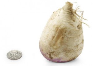 17-turnip