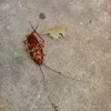 Cockroach